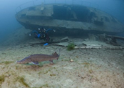 Mr H and sturgeon on the Podsnap.
Capernwray.
10.5mm. by Mark Thomas 